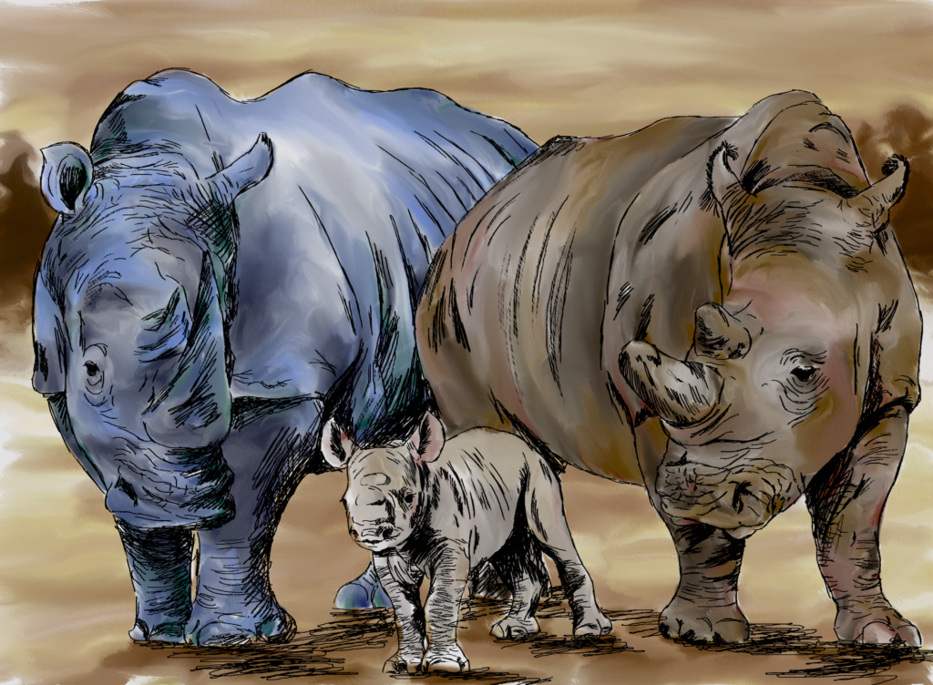 northern white rhinoceros